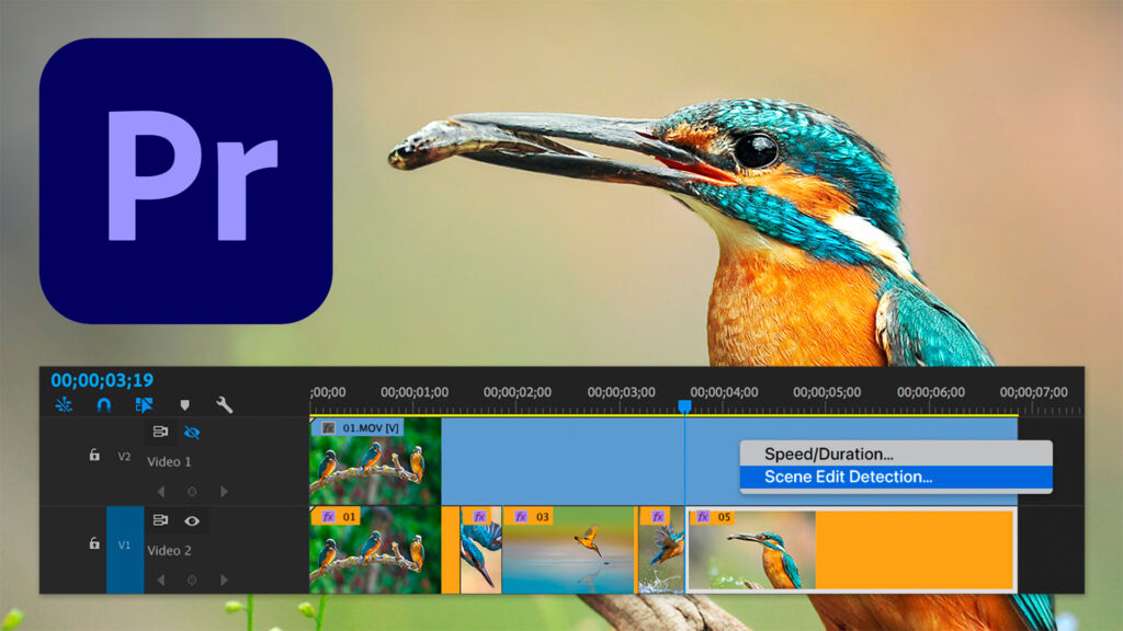 Editando un video sobre Un pajaro carpintero