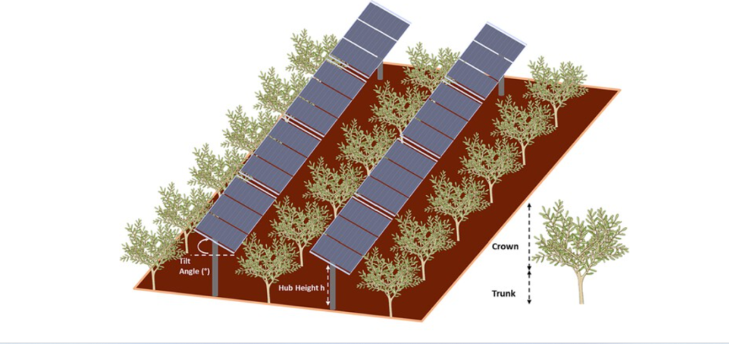 La Revolución de la Agrivoltaica en los Olivares de España e Italia, fusión de tradición y tecnología está cambiando la cara de los olivares.