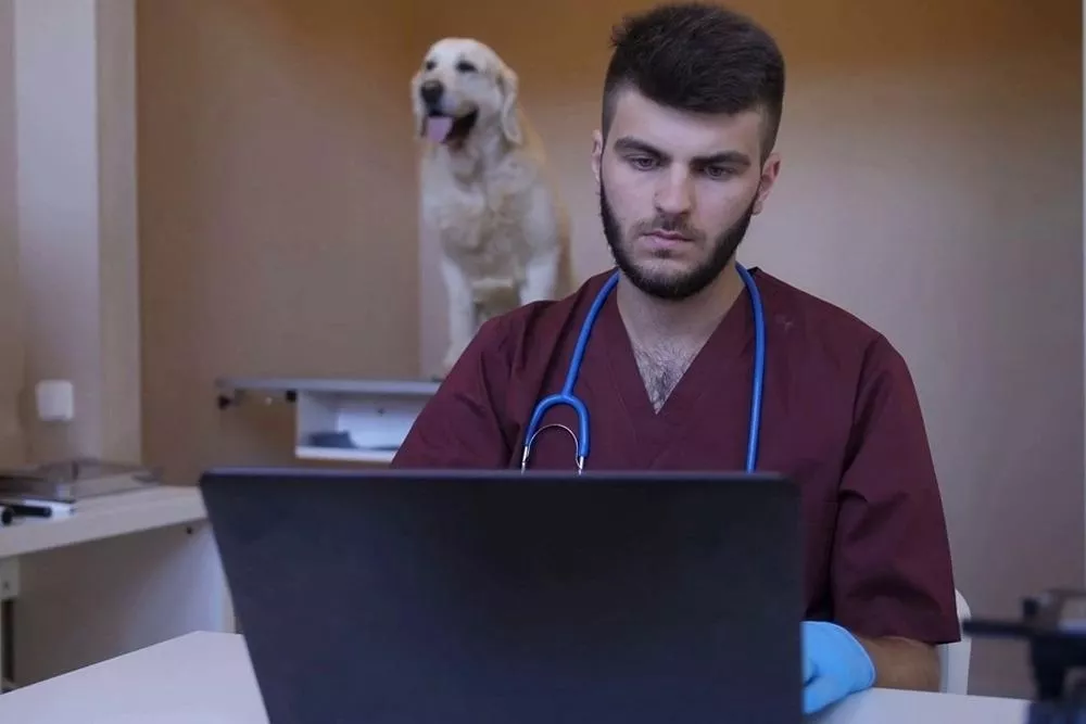 Un estudio compara respuestas de ChatGPT y de un veterinario: El 68% de los participantes prefiere las de la IA